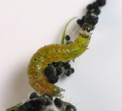 Saucrobotys futilalis larva 1 by Beatriz Moisset. Used under a CC BY-SA 4.0 license.