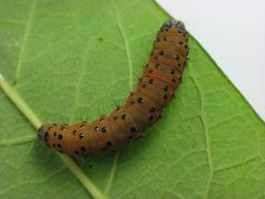 Saucrobotys futilalis larva 2 by Beatriz Moisset. Used under a CC BY-SA 4.0 license.