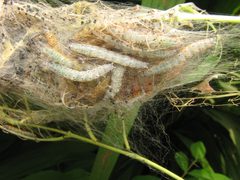 Saucrobotys futilalis larvae web by Beatriz Moisset. Used under a CC BY-SA 4.0 license.