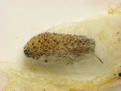 Saucrobotys futilalis prepupa by Beatriz Moisset. Used under a CC BY-SA 4.0 license.