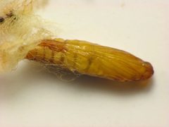 Saucrobotys futilalis pupa by Beatriz Moisset. Used under a CC BY-SA 4.0 license.