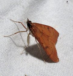 Uresiphita reversalis by Jacy Lucier. Used under a CC BY-SA 4.0 license.