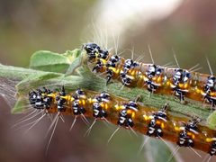 Uresiphita reversalis 235943243 by Cricket Raspet. Used under a CC BY 4.0 license.