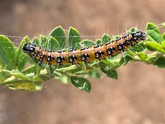 Uresiphita reversalis 238217851 by LJ Moore-McClelland. Used under a CC BY 4.0 license.
