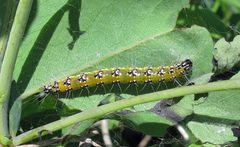 Uresiphita reversalis larva by Jacy Lucier. Used under a CC BY-SA 4.0 license.