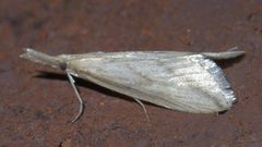 Donacaula longirostrallus P1620834a by 
xpda. Used under a CC BY-SA 4.0 license.