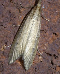 Donacaula melinellus P1420283a by 
xpda. Used under a CC BY-SA 4.0 license.