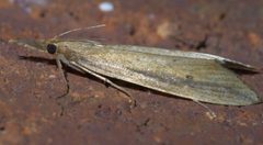 Donacaula melinellus P1420284a by 
xpda. Used under a CC BY-SA 4.0 license.
