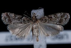 Eudonia rectilinea by Jeremy deWaard, University of British Columbia. Used under a CC BY 3.0 license.