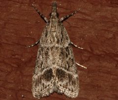 Eudonia rectilinea 01 by CBG Photography Group, Centre for Biodiversity Genomics. Used under a CC0 license.