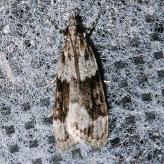 Eudonia spenceri 01 by CBG Photography Group, Centre for Biodiversity Genomics. Used under a CC0 license.