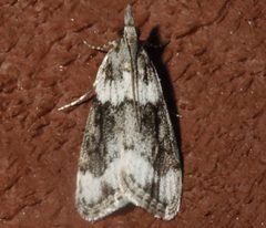 Eudonia spenceri 02 by CBG Photography Group, Centre for Biodiversity Genomics. Used under a CC0 license.