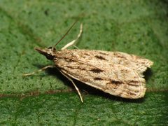 Striped Eudonia - Flickr - treegrow by Katja Schulz from Washington, D. C., USA. Used under a CC BY 2.0 license.