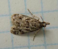 Scoparia basalis by Dendroica cerulea. Used under a CC BY 2.0 license.