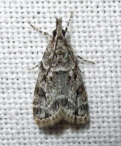 Scoparia basalis 1 by Jacy Lucier. Used under a CC BY-SA 4.0 license.