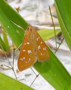 Diastictis argyralis 19395856 by Laura Gaudette. Used under a CC BY 4.0 license.