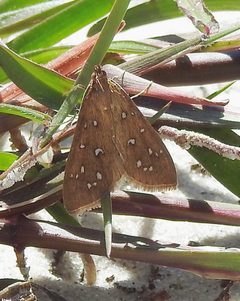 Diastictis argyralis 37480141 by Laura Gaudette. Used under a CC BY 4.0 license.