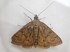 Diastictis caecalis by Chloe and Trevor Van Loon. Used under a CC BY 4.0 license.