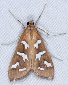 Diastictis fracturalis by Don Loarie. Used under a CC BY 4.0 license.