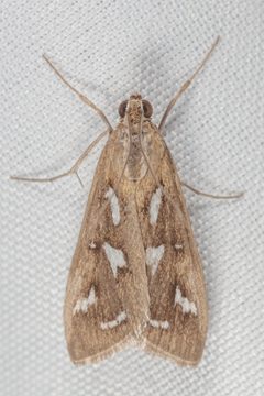 Diastictis fracturalis 185458984 by Victor Engel. Used under a CC BY 4.0 license.