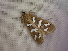 Diastictis fracturalis 284699577 by Madeleine Claire. Used under a CC BY 4.0 license.