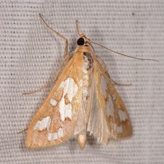 Diastictis robustior by Jason M Crockwell. Used under a CC BY-SA 4.0 license.