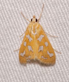 Diastictis sperryorum by Laura Gaudette. Used under a CC BY 4.0 license.