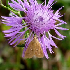 Diastictis ventralis by Dendroica cerulea. Used under a CC BY 2.0 license.