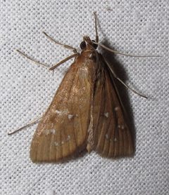 Diastictis ventralis 1 by Jacy Lucier. Used under a CC BY-SA 4.0 license.
