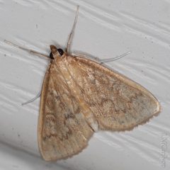 Framinghamia helvalis by Lior Carlson. Used under a CC BY-SA 4.0 license.