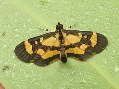 Lygropia fusalis by Juan Cruzado Cortés. Used under a CC BY-SA 4.0 license.