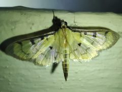 Lygropia plumbicostalis by Gustavo Arciga Cárdenas. Used under a CC BY-SA 4.0 license.
