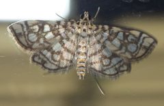 Lygropia rivulalis P1020784a by 
xpda. Used under a CC BY-SA 4.0 license.