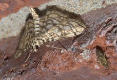 Lygropia rivulalis P1190921a by 
xpda. Used under a CC BY-SA 4.0 license.