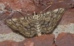 Lygropia rivulalis P1190922a by 
xpda. Used under a CC BY-SA 4.0 license.