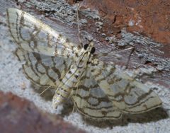 Lygropia rivulalis P1630977a by 
xpda. Used under a CC BY-SA 4.0 license.
