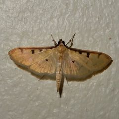 Lygropia tripunctata by Reiner Jakubowski. Used under a CC BY-SA 4.0 license.