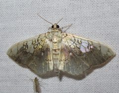 Pantographa limata by Jacy Lucier. Used under a CC BY-SA 4.0 license.