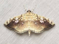Pantographa limata 305807479 by Zygy. Used under a CC0 license.