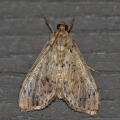 Asciodes quietalis by iNaturalist user: kbkash. Used under a CC0 license.