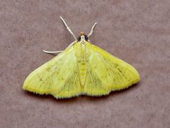 Loxomorpha flavidissimalis by Michelle. Used under a CC BY 4.0 license.