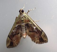 Sathria internitalis by Lisa Johnson. Used under a CC BY 4.0 license.
