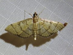 Blepharomastix ranalis 144360839 by Sam Kieschnick. Used under a CC BY 4.0 license.