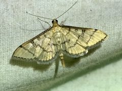 Blepharomastix ranalis 190788387 by Clara Dandridge. Used under a CC BY 4.0 license.