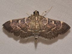 Cryptobotys zoilusalis by Reiner Jakubowski. Used under a CC BY-SA 4.0 license.
