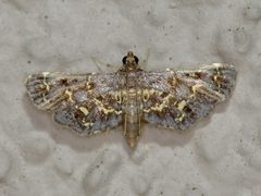 Eurrhyparodes lygdamis by Michelle. Used under a CC BY 4.0 license.