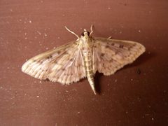 Herpetogramma abdominalis by Beatriz Moisset. Used under a CC BY-SA 4.0 license.