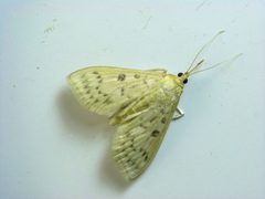 Herpetogramma adult by Beatriz Moisset. Used under a CC BY-SA 4.0 license.