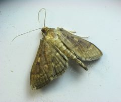 Herpetogramma aeglealis adult by Beatriz Moisset. Used under a CC BY-SA 4.0 license.