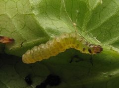 Herpetogramma aeglealis early instar caterpillar by Beatriz Moisset. Used under a CC BY-SA 4.0 license.